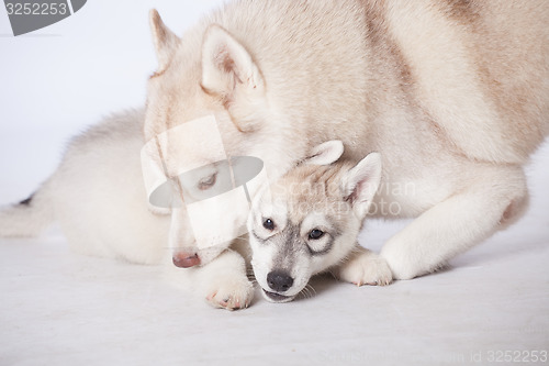 Image of  Siberian Husky dogs
