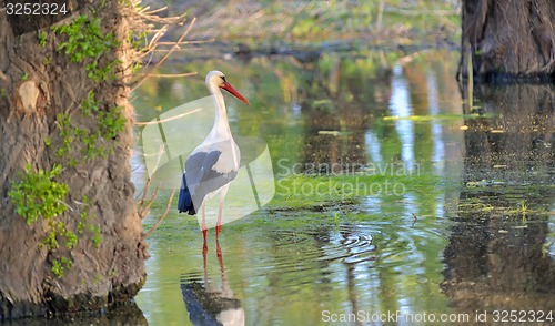 Image of White stork 