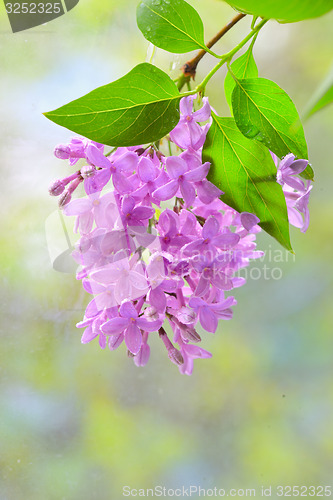 Image of lilac violet flowers