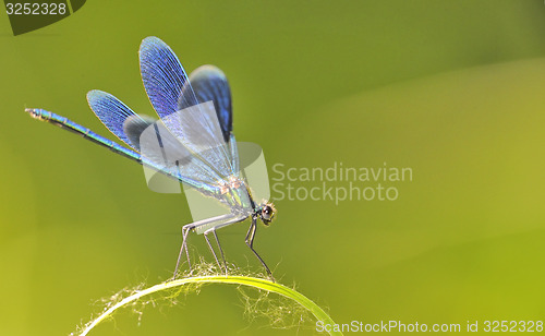 Image of the blue dragonfly 