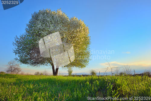 Image of blooming tree spring