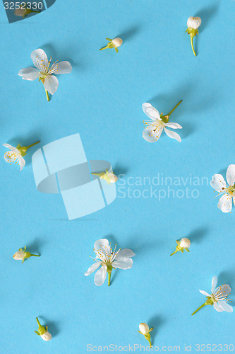 Image of white cherry blossoms