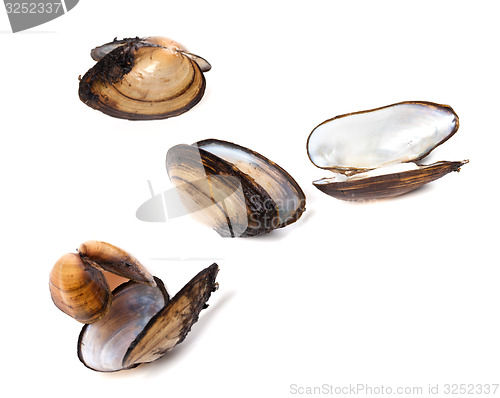 Image of Shells of mussels