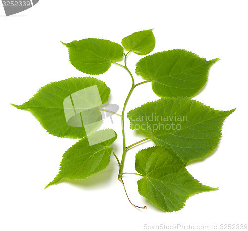 Image of Spring tilia leafs on white background