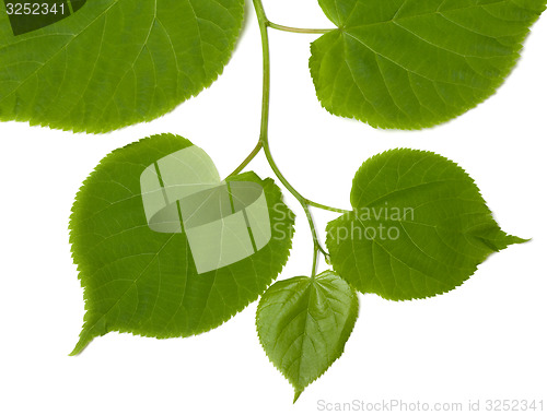 Image of Green linden-tree leafs