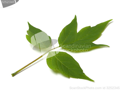 Image of Green acer negundo leaf on white background