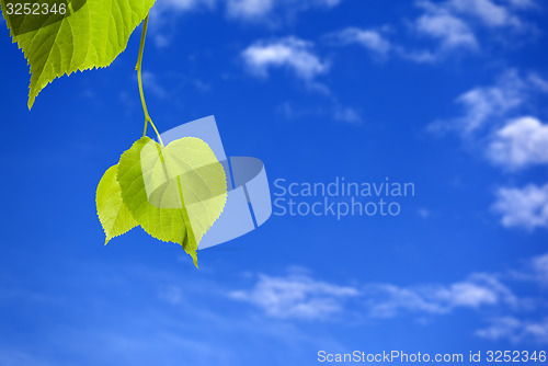 Image of Spring tilia leafs and blue sky