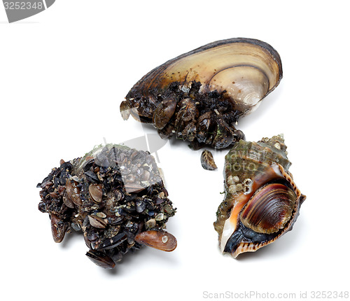 Image of Veined rapa whelk and river mussels (anodonta)