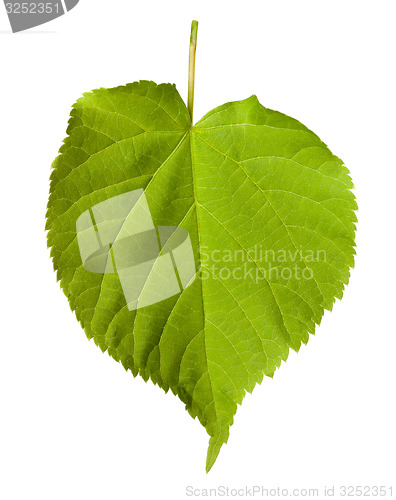 Image of Green tilia leaf 