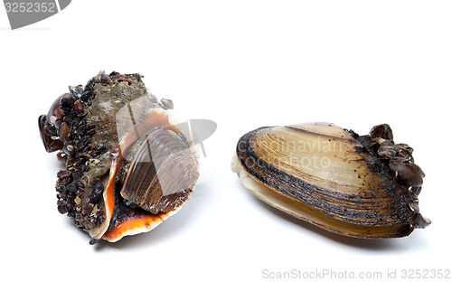 Image of Veined rapa whelk and anodonta (river mussels)