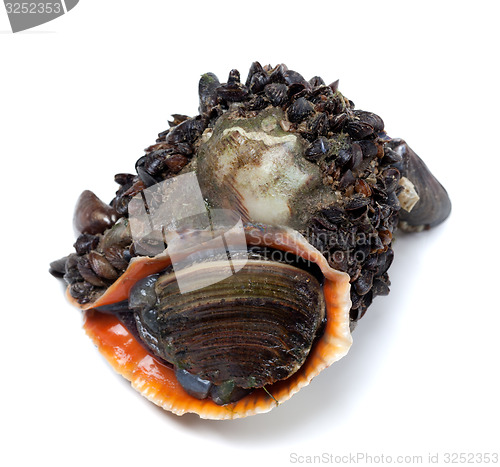 Image of Veined rapa whelk overgrown with small mussels