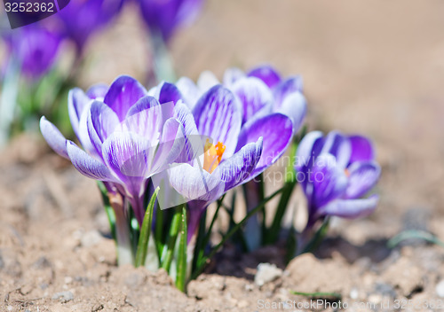 Image of Crocus