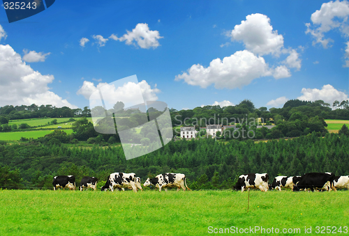 Image of Cows in a pasture