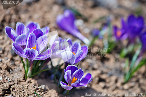 Image of Crocus