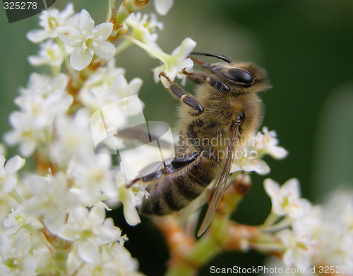 Image of Bee
