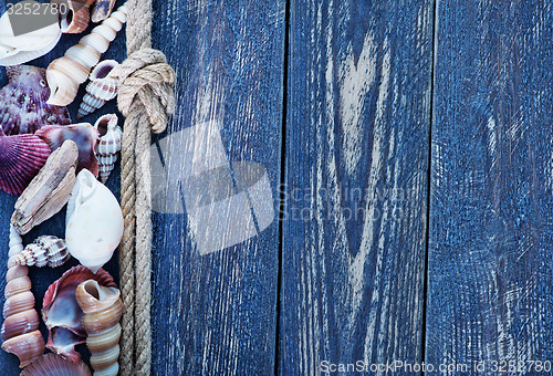 Image of sea shells