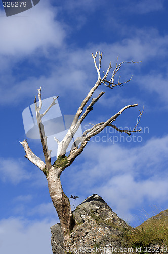 Image of Dead tree
