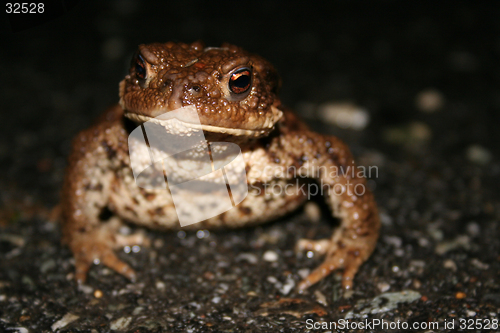 Image of Frog