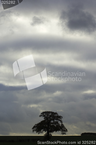 Image of Tree against cloudy sky