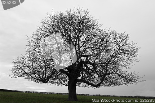 Image of Tree against gray sky