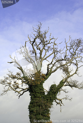 Image of Tree with growth