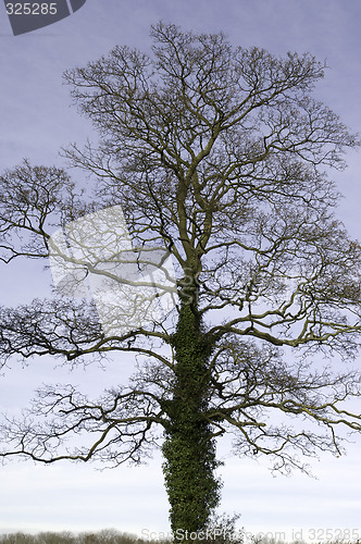 Image of Tree with ivy