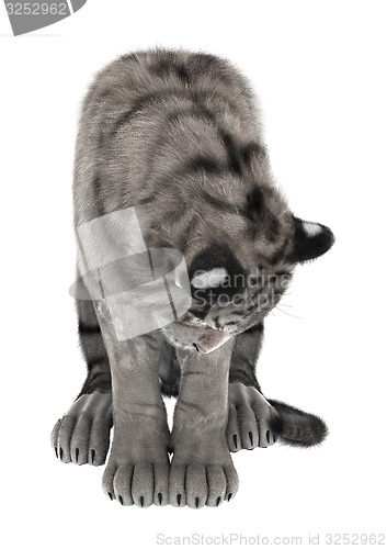 Image of White Tiger
