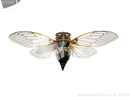 Image of Cicada