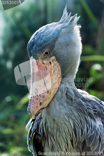 Image of Shoebill