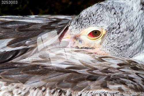 Image of Young pelican