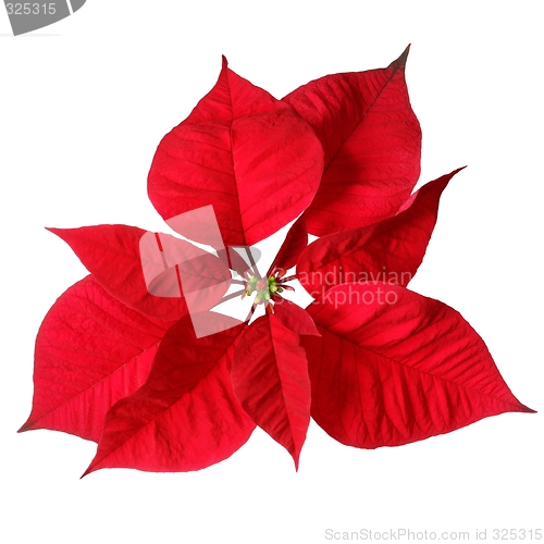 Image of Christmas Star