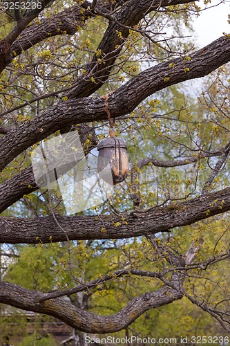 Image of wooden acorn on the tree
