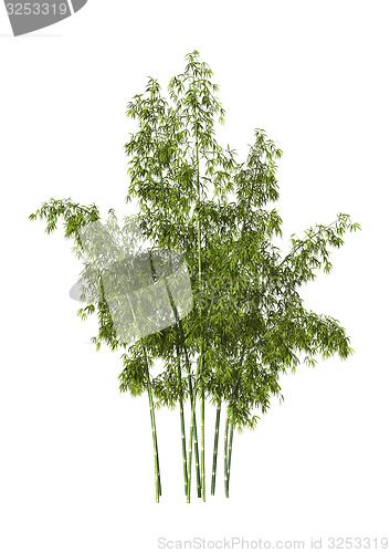 Image of Bamboo Trees