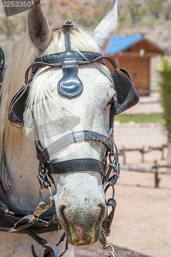 Image of white horse head