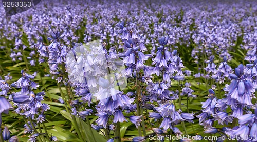 Image of lilac flowers