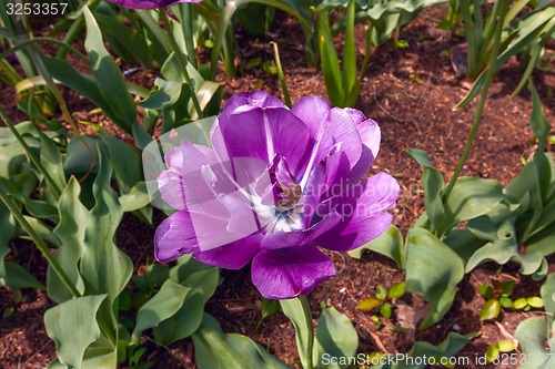 Image of purple tulip