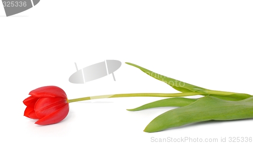 Image of Tulip Macro