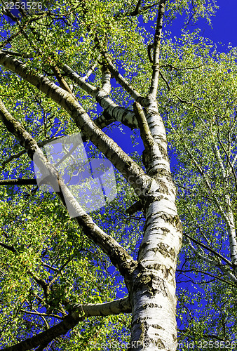 Image of birch tree in the sun