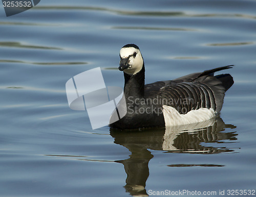 Image of Barnacle goose