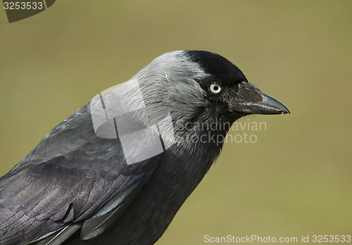 Image of Jackdaw