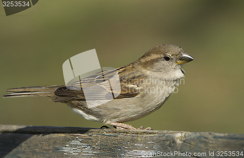 Image of House sparrow