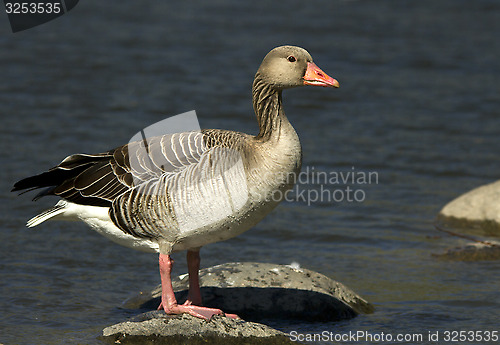 Image of Greylag Goose