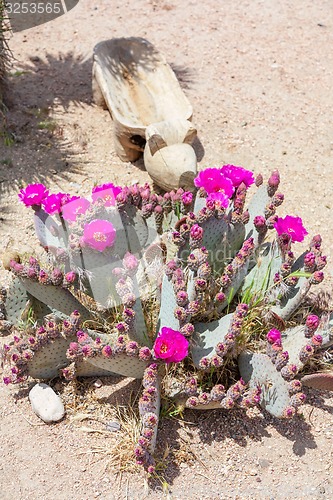 Image of Cactus flowers 