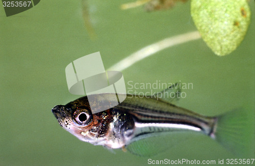 Image of Freeswimming fry of Pearl Gourami. Trichopodus Leerii.