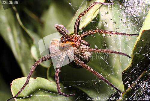 Image of Raft spider with eggs in a sack. Dolomedes fimbriatus.