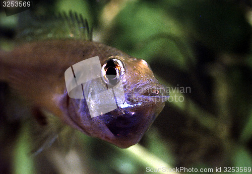 Image of Egyptian mouth brooder, female with a brood of fry in her mouth. Pseudocrenilabris multicolor.