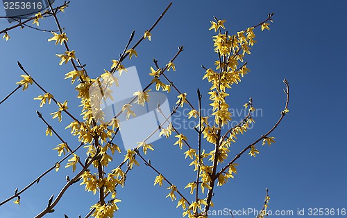Image of  yellow flowers forthysia 