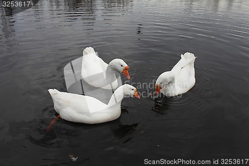 Image of Embden  geese