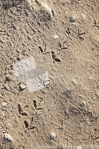 Image of Birds footprints on sand 