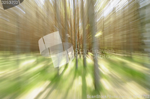 Image of Trees zoom-in. Movement concept